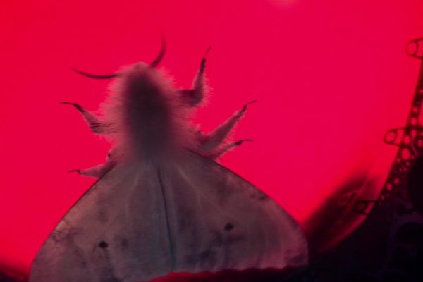 Flesh moth